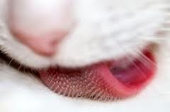 язык кошки