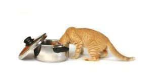 Чем кормить кошку - кормами или натуральной едой?