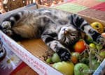 кошка в коробке с овощами