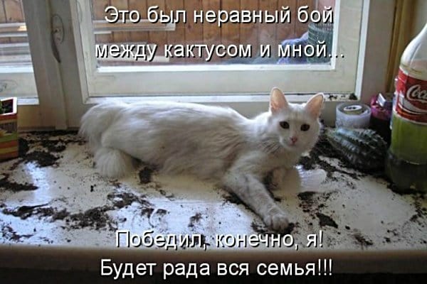 Смешные кошки и коты - фото, приколы | Caticat.ru