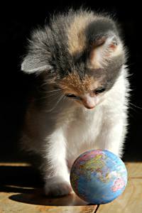 котенок с глобусом