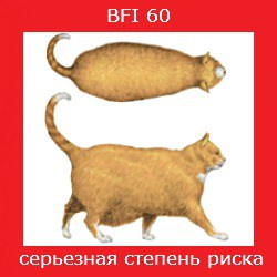 степень ожирения кошки -5