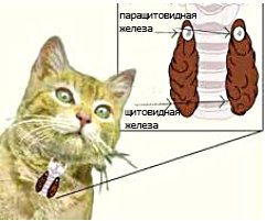 щитовидная железа у кошки