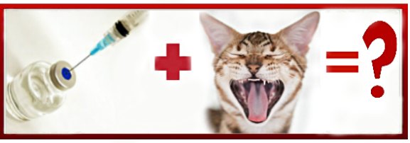 вакцинация и смена зубов у кошки