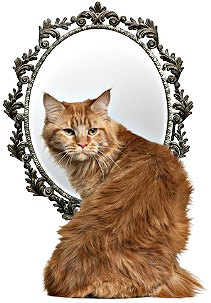 кошка и зеркало