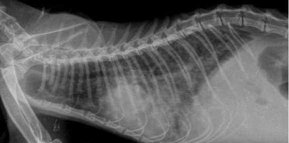 рентгеновский снимок кошки с легочными глистами