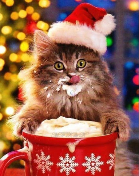 Рождественские праздники для кошек и людей