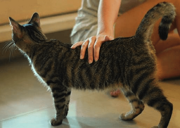 Признаки Хорошего Здоровья у Кошки