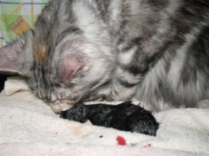 Роды у кошки - этапы, осложнения, помощь ветеринара