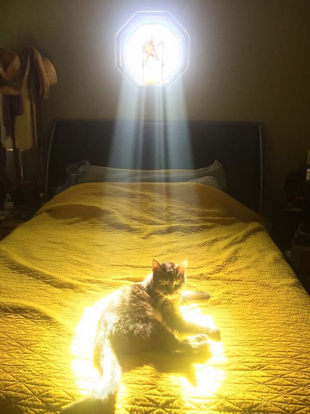 Почему Кошки Любят Солнце и Тепло