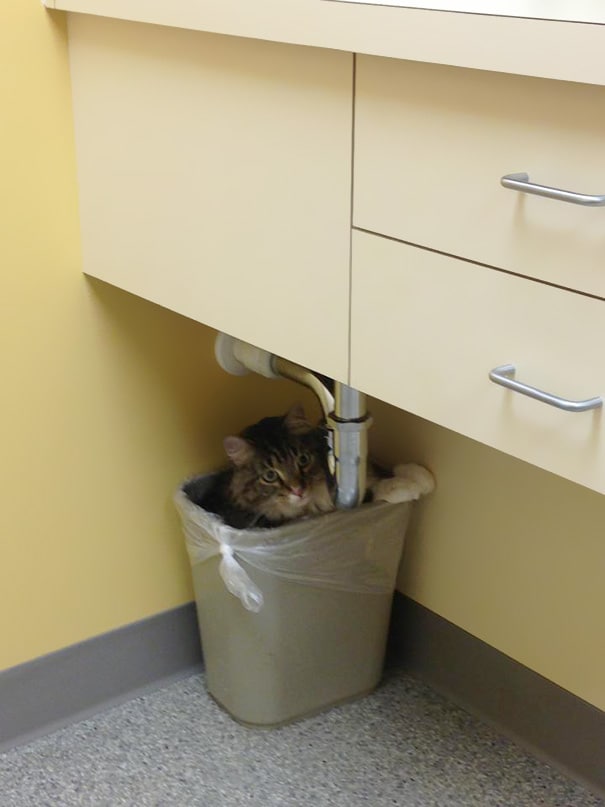 15 Смешных Кошек На Приёме у Ветеринара