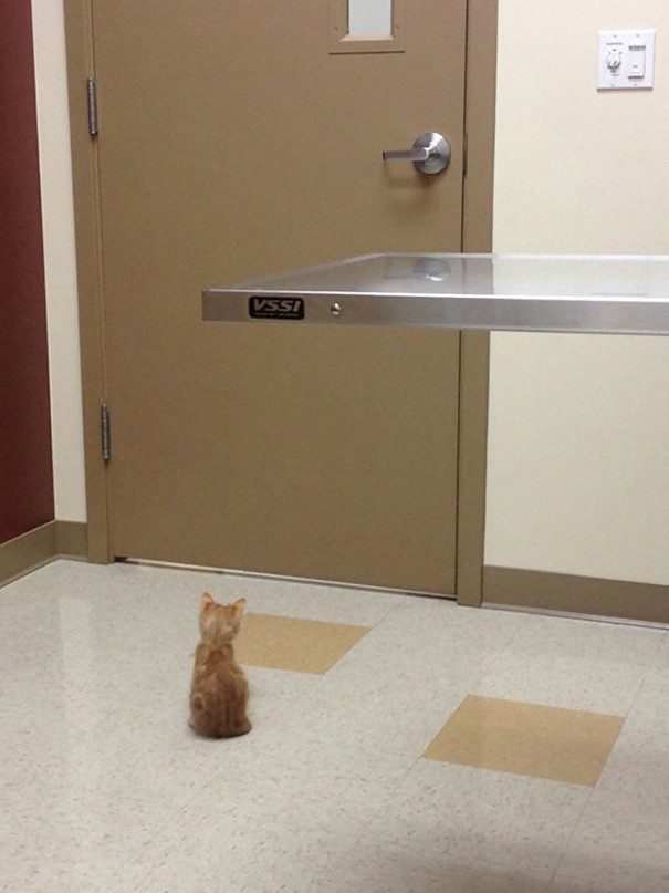 15 Смешных Кошек На Приёме у Ветеринара
