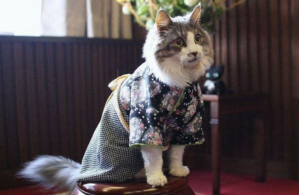 Кошки в кимоно
