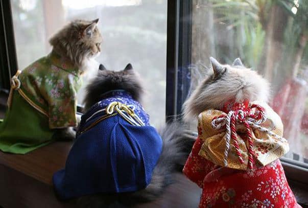 Кошки в кимоно
