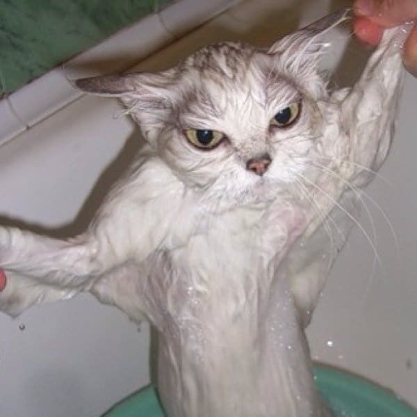 11 Смешных мокрых кошек