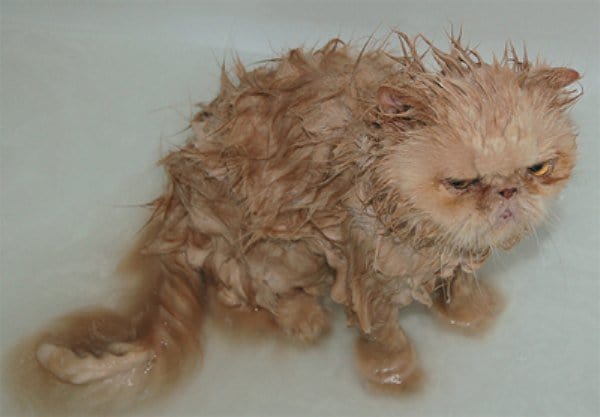 11 Смешных мокрых кошек