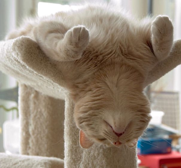 15 Кошек Спящих В Невероятных и Нелепых Позах ?