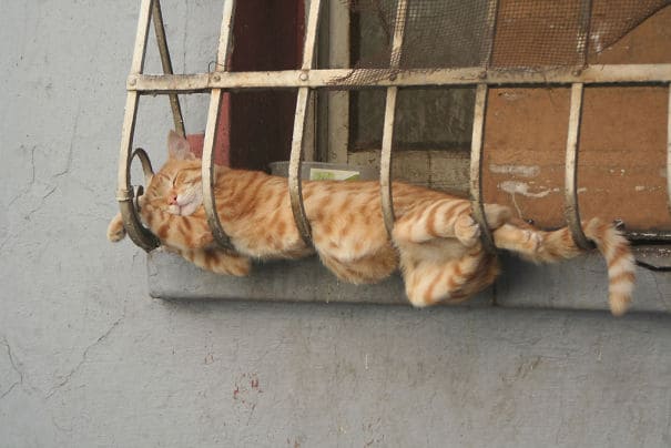 15 Кошек Спящих В Невероятных и Нелепых Позах ?