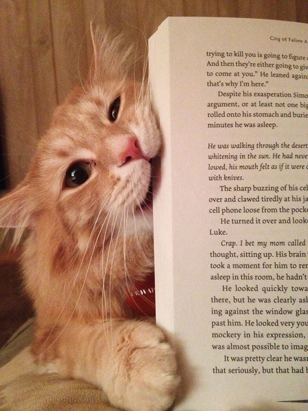 15 Кошек Мешающих Читать ?