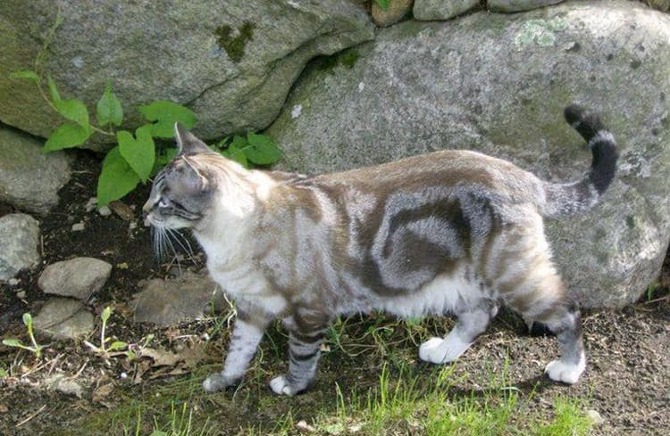 Кошки и коты с уникальными окрасами