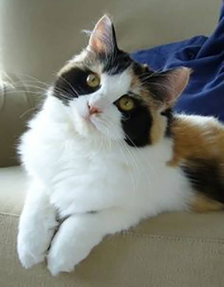 Кошки и коты с уникальными окрасами
