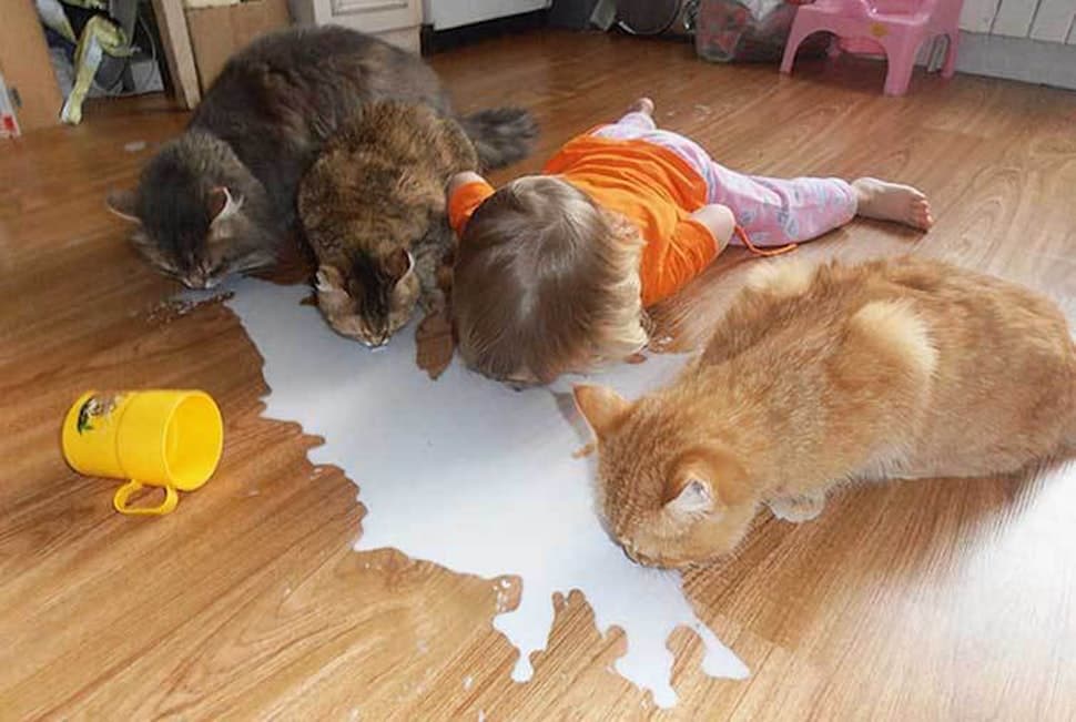10 Смешных Кошек с Маленькими Детьми