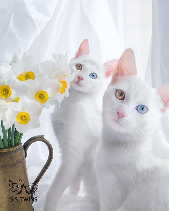 10 самых красивых кошек в мире