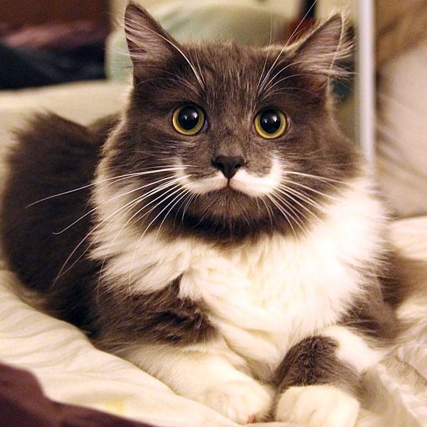20 Самых Известных Кошек в Интернете ?