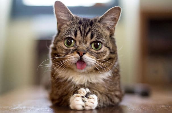 20 Самых Известных Кошек в Интернете ?
