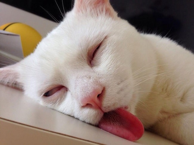 15 Смешных Спящих Кошек