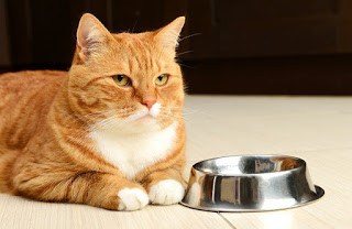Почему кошка всегда голодная?