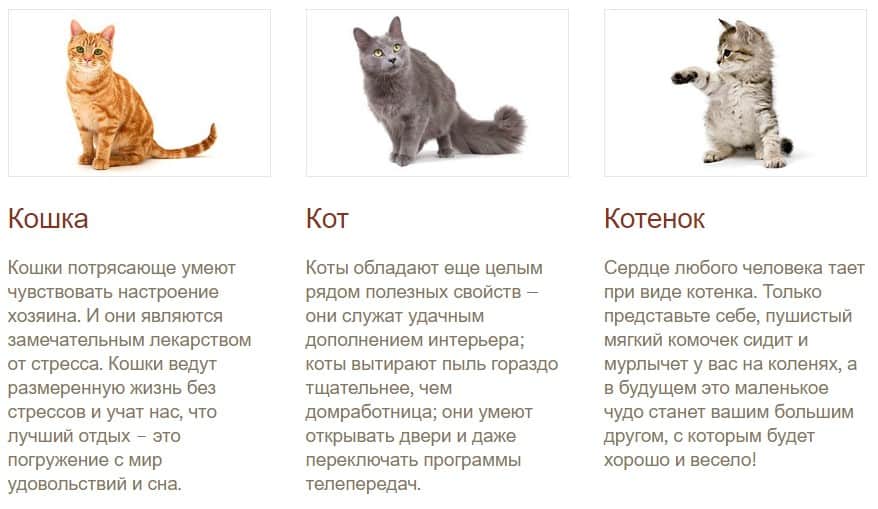 Котенок уход и содержание. Котенок уход и содержание